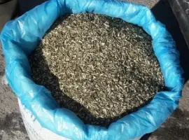 Зображення для оголошення ДЕШЕВО продам МАХОРКУ