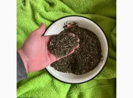 Зображення для оголошення Покупаю тютюн мохорки оптом