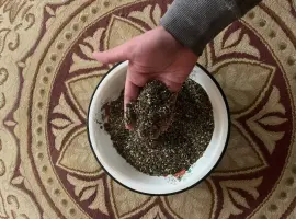 Зображення для оголошення Купую махорочне тютюнове стебло