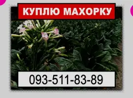 Зображення для оголошення Шукаю махорку від виробника
