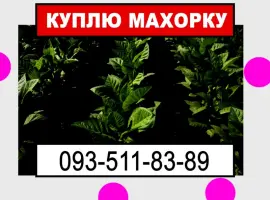 Зображення для оголошення Махорка для нас