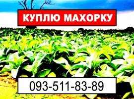 Зображення для оголошення Махорка