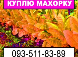 Зображення для оголошення Закупка махорки