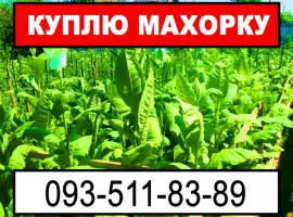 Зображення для оголошення Вигідно куплю махорку