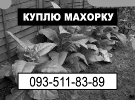 Зображення для оголошення Махорка оптом