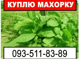 Зображення для оголошення Купую махорку з Ваших грядок