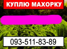 Зображення для оголошення Куплю махорку с вашего огорода