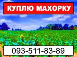 Зображення для оголошення Махорка - Ваша