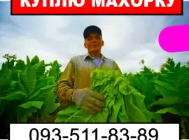Зображення для оголошення Зайва махорка? Купимо - дзвони