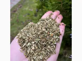 Зображення для оголошення Продам недорого МАХОРКУ(Самосад)