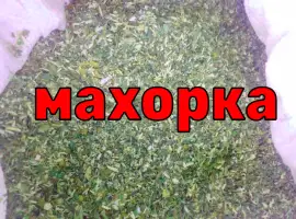 Зображення для оголошення Махорка нового сезону 2023