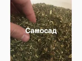 Зображення для оголошення САМОСАД домашній МАХОРКА для мужиків не вонюча 2023 року
