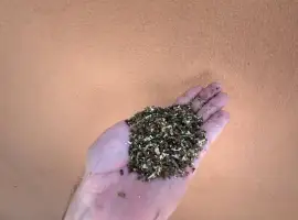 Зображення для оголошення Махорка
