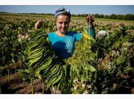 Зображення для оголошення Є свій домашній махорка - самосад а також табак хлопя і лапша порізка 2 сорти