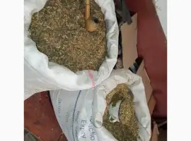 Зображення для оголошення Самосад для мужиків домашній весь домашній Тютюн без приправ
