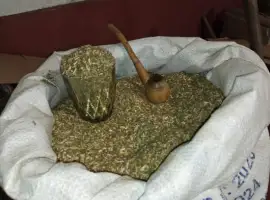 Зображення для оголошення Куриво домашнє самосад і табак порізка лапшою