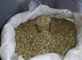 Зображення для оголошення Залишилося мало !! самосад сільський махорка дідовська ! коричневого кольору