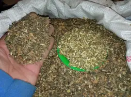 Зображення для оголошення Хароший самосад махорка НАЛІТАЙ ! Табак махорочний 700