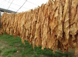 Зображення для оголошення Продам листя тютюну