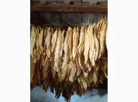 Зображення для оголошення Продам сухе листя тютюну