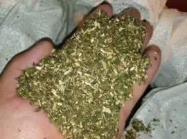 Зображення для оголошення Самосад середній і крепкий