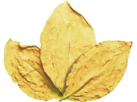 Зображення для оголошення Куплю тютюн сорту Virginia Gold (Вірджінія Голд) не різаний