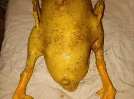 Зображення для оголошення Продам мясо утки, тушка