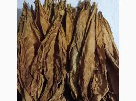 Зображення для оголошення Продам листя тютюну