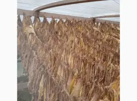Зображення для оголошення Тютюн продам