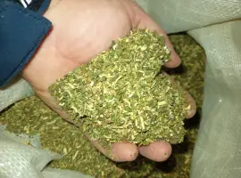 Зображення для оголошення Продам махорочку