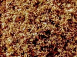 Зображення для оголошення Продам Вірджинія Шоколад