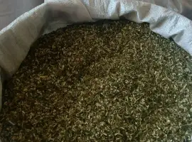 Зображення для оголошення Махорка-самосад: справжній смак і аромат Київ