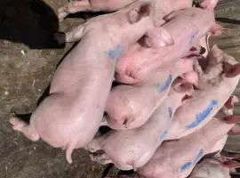 Зображення для оголошення Поросята 25 кг