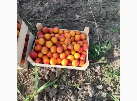 Зображення для оголошення Продам абрикос 2025