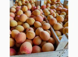 Зображення для оголошення Продам молдавские абрикосы