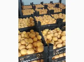 Зображення для оголошення Продам Абрикоси з Туреччини