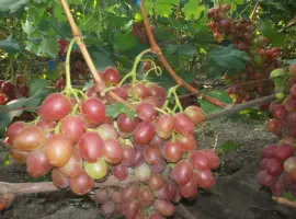 Зображення для оголошення Продам виноград столових сортов Анюта Лівія Софія Преопраженіе Рембо Байконур
