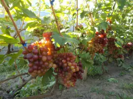 Зображення для оголошення Продам виноград КМ Сказка Анюта Лакомка