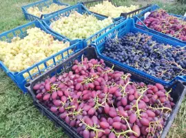 Зображення для оголошення Продаю оптом елітний виноград