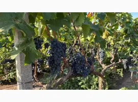 Зображення для оголошення Продам оптом виноград Молдова