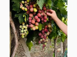 Зображення для оголошення Продам виноград столових сортів