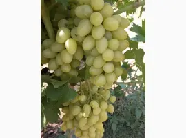 Зображення для оголошення Продам виноград столовых сортов