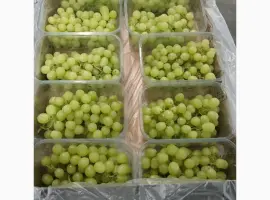 Зображення для оголошення Продам виноград із Египту