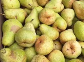 Зображення для оголошення Груша продаж