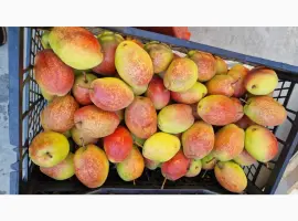 Зображення для оголошення Продам грушу киргизька красуня