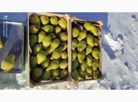 Зображення для оголошення Продам грушу Ноябрьська