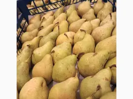 Зображення для оголошення Продам грушу Нояберську