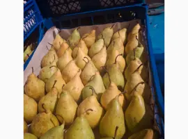 Зображення для оголошення Продам грушу Ноябрьську