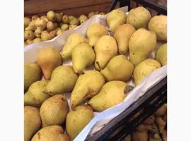 Зображення для оголошення Продам грушу Нояберська