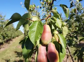 Зображення для оголошення Продам грушу Талгарку.Гарної якості